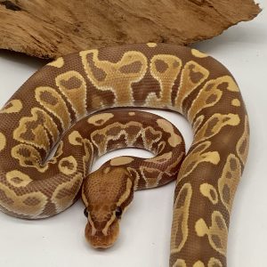 python regius /python royal
Hurricane ultramel mâle