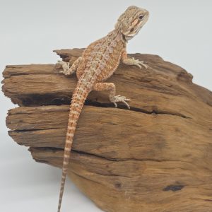 Pogona Vitticeps 
Hypo color ( red / orange / yellow)
dragon barbu