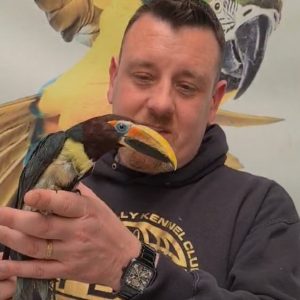 Araçari vert
Pteroglossus viridis
femelle élevé main