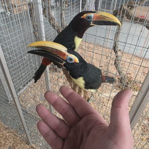 Araçari vert
Pteroglossus viridis
male + femelle élevé main