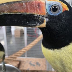 Araçari vert
Pteroglossus viridis
male élevé main -