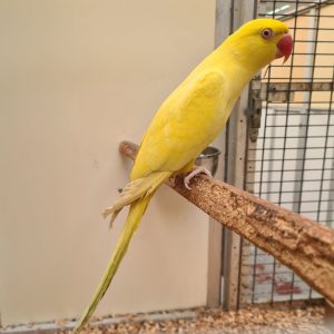 perruche à collier
Psittacula krameri
femelle jaune