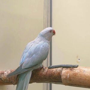 perruche à collier
Psittacula krameri
femelle bleu