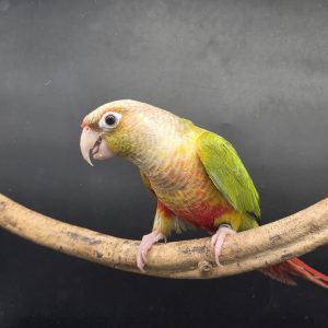 pyrrhuras molinae
P038
pineaple ventre rouge -