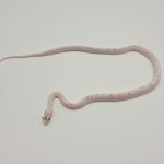 pantherophis guttatus 
serpent des blés 
palmetto male
