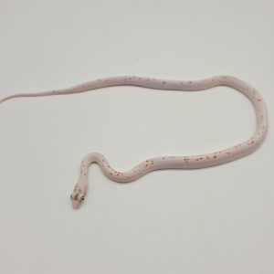 pantherophis guttatus
serpent des blés
palmetto male