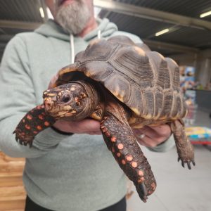 Chelonoidis carbonarius
tortue charbonnières
male 3 5kg