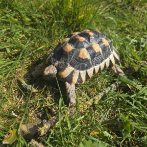 testudo marginata
tortue bordée
femelle 456