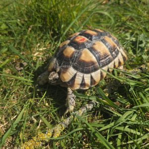 testudo marginata
tortue bordée
femelle 473