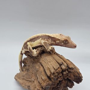 correlophus Ciliatus 
red lily white
sub male -