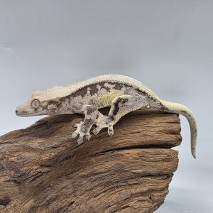 correlophus Ciliatus
lily white 
sub femelle