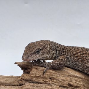 varanus kingorum
varan du roi
male 2024