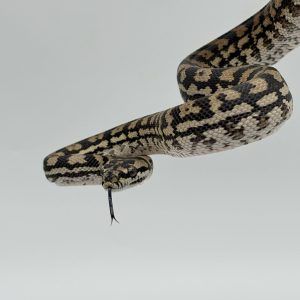 morelia spilota ssp
python tapis