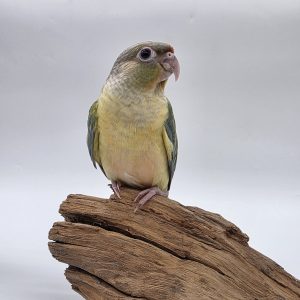 pyrrhuras molinae
conure à joue verte
menthe opaline
034