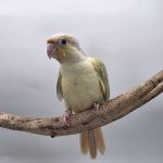 pyrrhuras molinae 
conure à joue verte
menthe
039