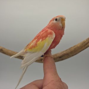 Perruche Bourke rose fallow
apprivoisé 
non sexé