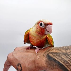 CONURE MOLINAE
pyrrhuras molinae opaline rouge(rare)
élevé a la main -
042