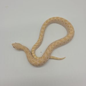 Heterodon nasicus
albinos 66%het snow 
male adulte