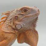iguane vert mutation hypo/albinos red 
(iguana iguana)
male 2 ans et demi