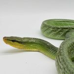 gonyosoma oxycephalum 
serpent ratier à queue rouge
femelle adulte