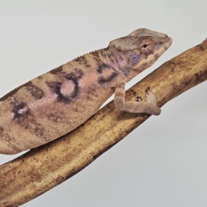 Furcifer pardalis ( caméléon panthère)
Nosy Mitsio 
femelle 2025