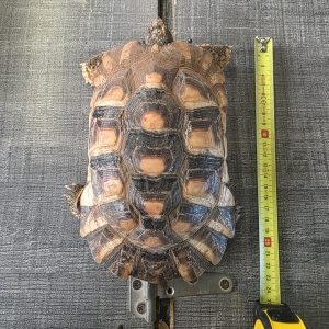 testudo marginata
tortue bordée 
femelle 250229300028664