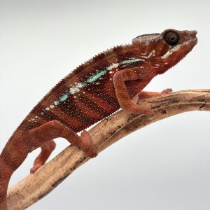 Furcifer pardalis mâle ( caméléon panthère