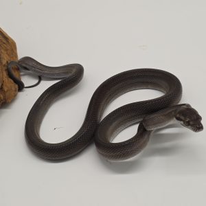 Simalia Nauta
Python Tanimbar 
( améthyste nain)