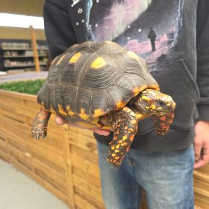 Chelonoidis carbonarius
tortue charbonnières
femelle 4kg -