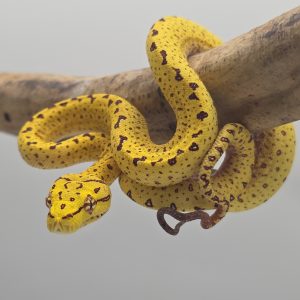 morelia viridis padaido
femelle