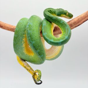 Morelia Viridis
python vert arboricol
Localité ( sorong)
male -