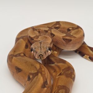 boa constrictor imperator
hypomelanistique
male(02)