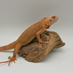 iguana iguana
iguane vert
( mutationT+ red albinos hypo dundee shop)
femelle (3544)