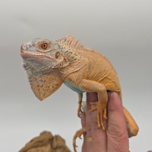 iguana iguana
iguane vert
( red / blue mixed)
male (3553)