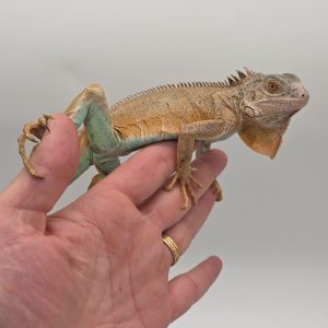 iguana iguana
iguane vert 
( red / blue mixed)
femelle (3552)