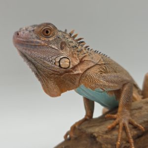 iguana iguana
iguane vert 
( red / blue mixed)
femelle (3550)