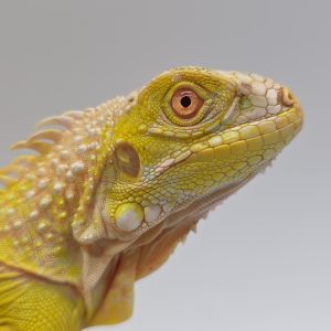 iguana iguana albinos lemon
iguane vert 
(  mutationT- yellow albinos hypo)
male (3508) jean paul