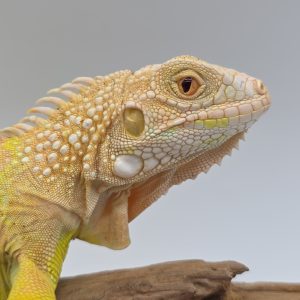 iguana iguana albinos lemon
iguane vert 
(  mutationT- yellow albinos hypo)
femelle (3506) -