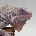 iguana iguana
iguane vert ( Nova)
male