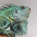 iguana iguana
iguane vert ( Blue rachan)(rare)
male