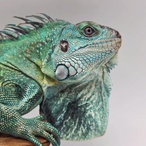 iguana iguana
iguane vert ( Blue rachan)(rare)
male