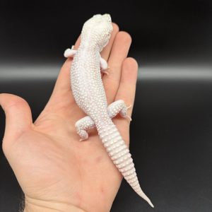 Gecko léopard Diablo blanco mâle