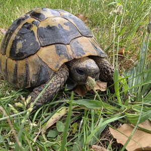 tortue hermann
testudo hermanni boettgeri
male 75035000022007
