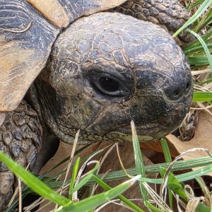 tortue hermann
testudo hermanni boettgeri
male 900250000816522