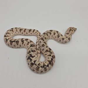 heterodon nasicus
super arctic black lines
male adulte