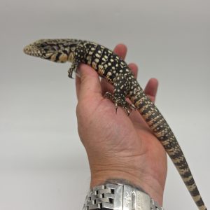 Tegu géant d'argentine.
tupinambis merianae
salvator merianae
juvenil