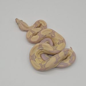 boa constrictor imperator
snowglow vpi jungle
femelle