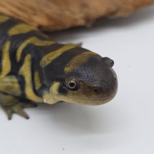 Ambystoma Triginum
Salamandre tigrine
male adulte