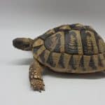 tortue hermann 
testudo hermanni boettgeri 
femelle 087