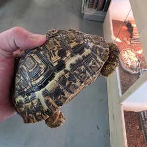 Stigmochelys pardalis
Tortue pardalis - 15cm
